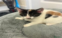 Mixed Breed cats for sale: Unfortunate Sale - Image 4