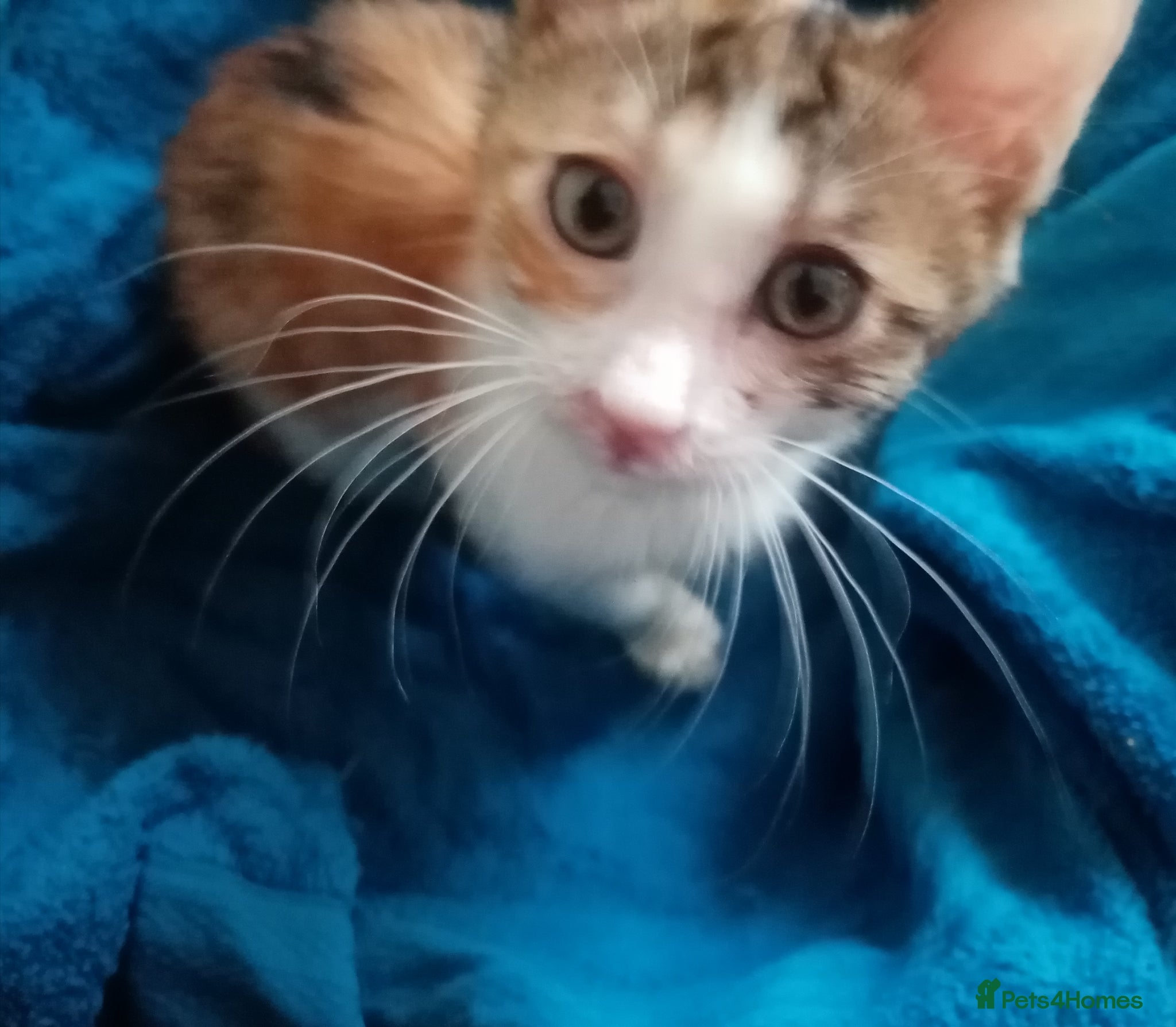 Mixed Breed cats Beautiful Part TICA Bengal Kittens  - Advert 2