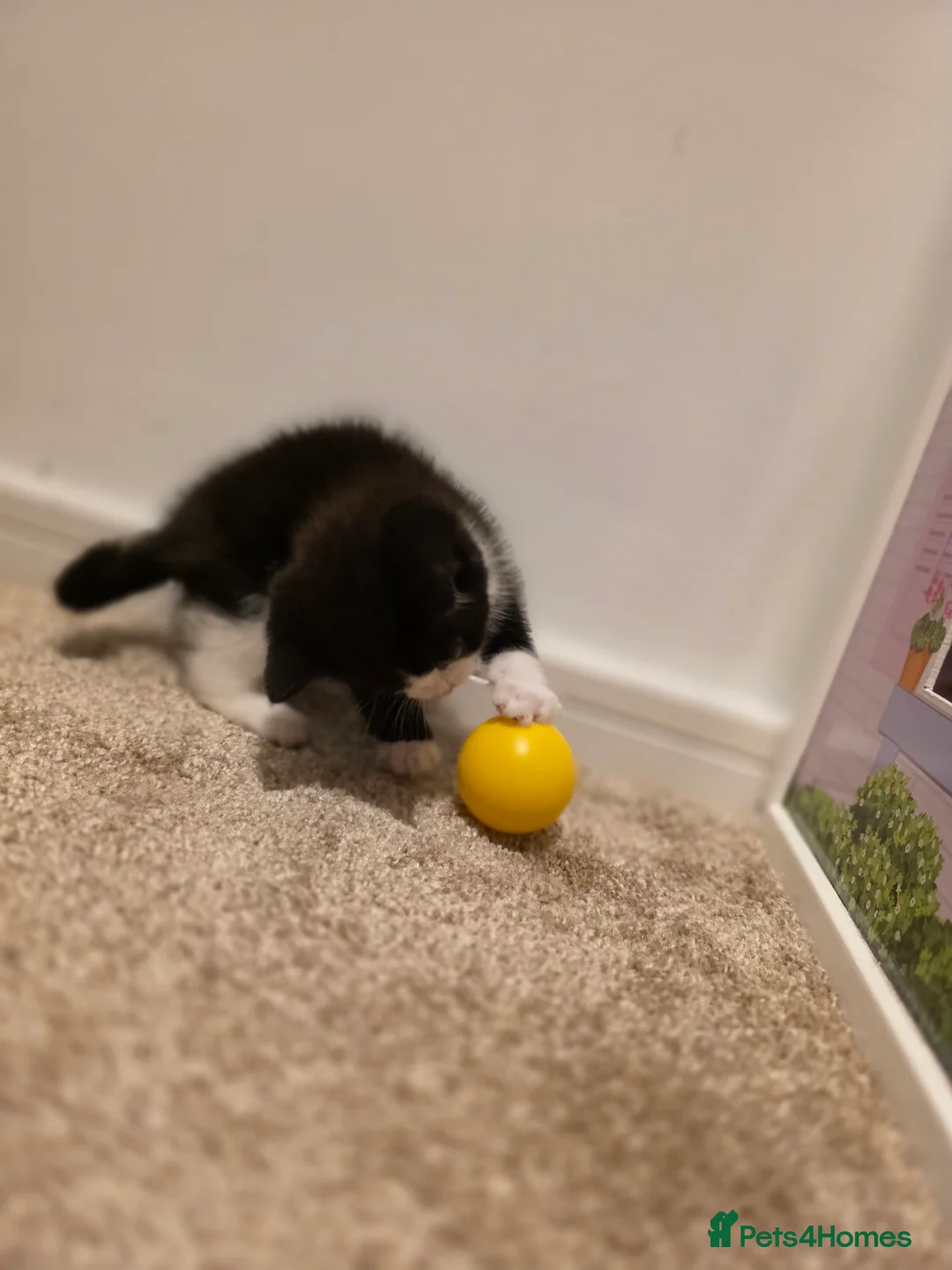 Mixed Breed cats for sale: Baby cat in Milton Keynes - Advert 2