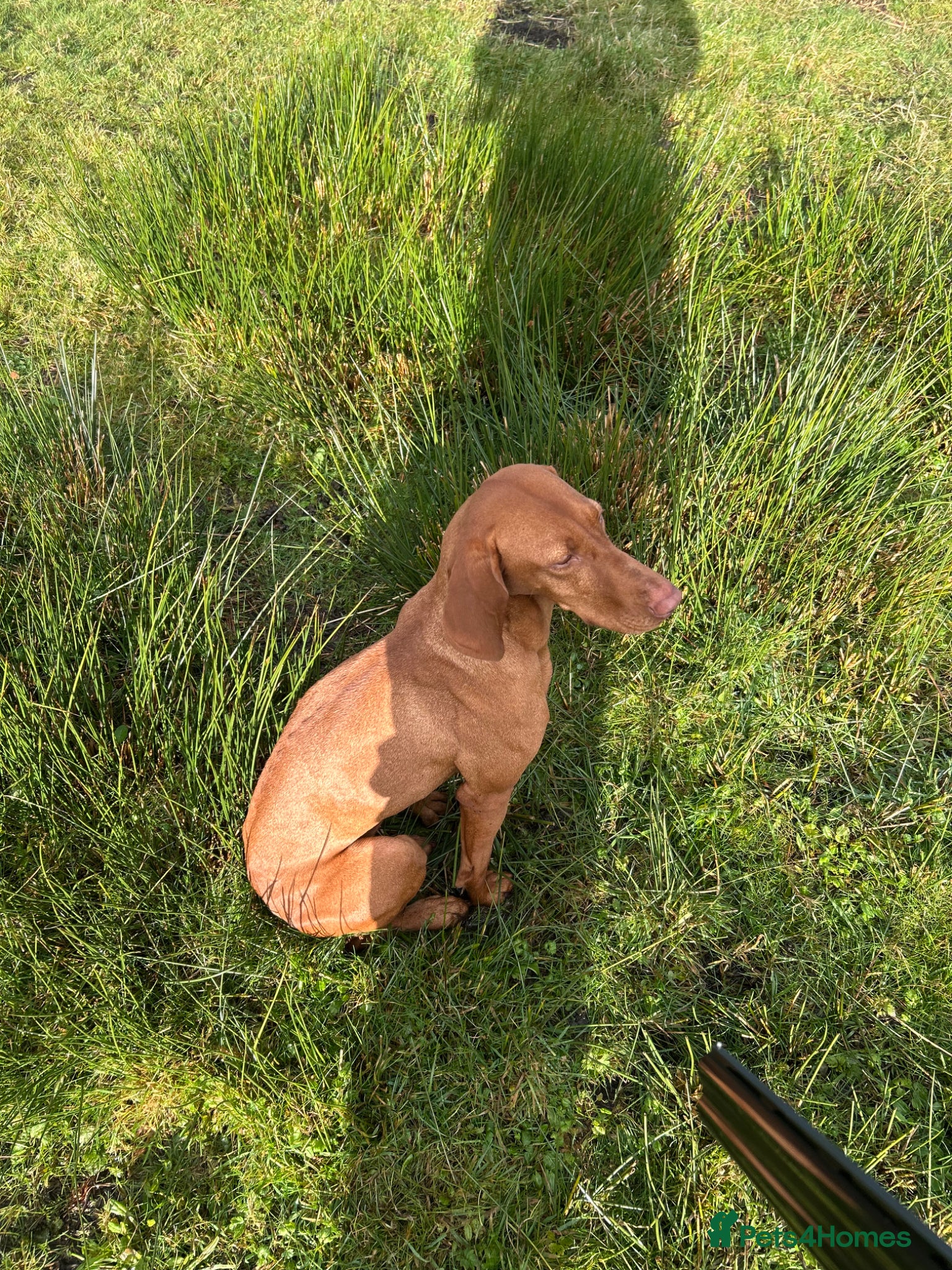 Hungarian Vizsla dogs Beautiful KC Registered Viszla Pups - Advert 1