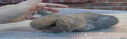 Mini Lop rabbits for sale: Mini lop babies - Advert 1