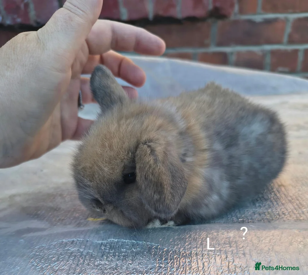 Mini Lop rabbits for sale: Mini lop babies - Advert 1