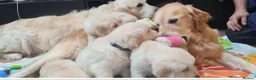 Golden Retriever dogs for sale: Beautiful Golden Retriever Puppies - Advert 1