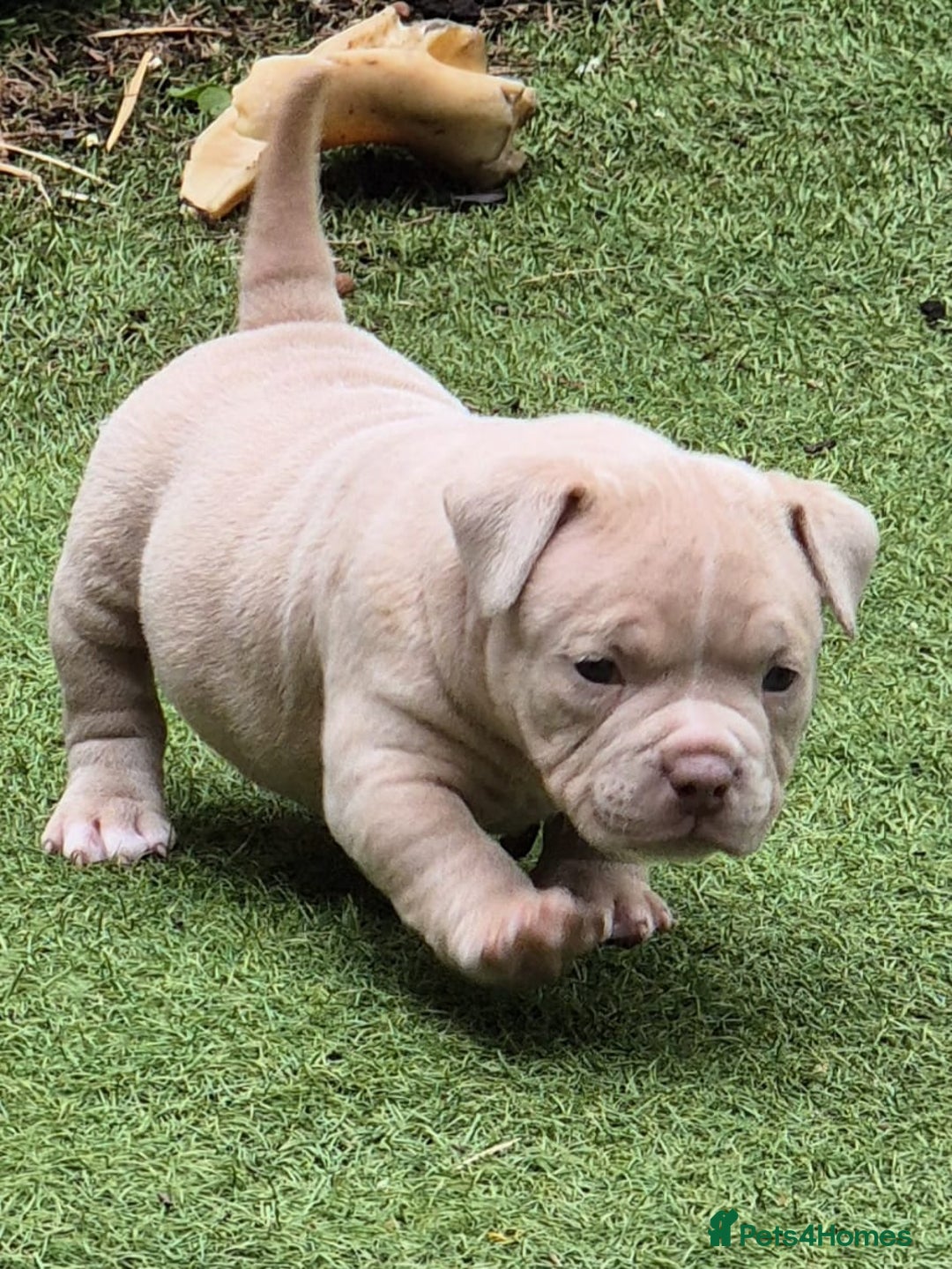 American Bully dogs for sale: Champagne, Chocolate, Merle Micro Pocket Bullys  in Wilmslow - Image 20