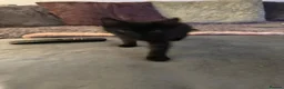 British Shorthair cats for sale: 2 beautiful black kittens  - Advert 7