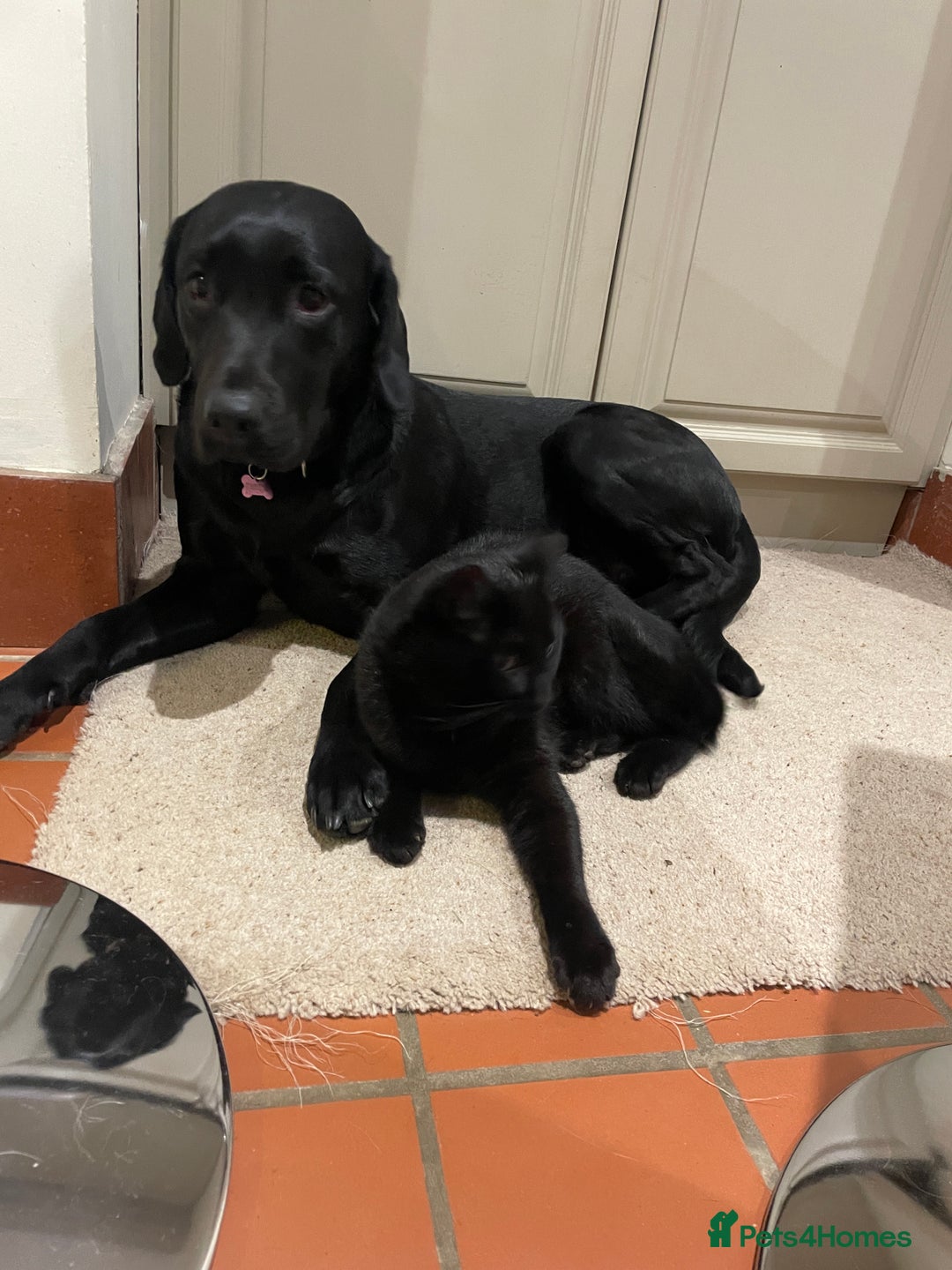 Labrador Retriever dogs for sale: Stunning  KC registered Labrador puppies - Image 5