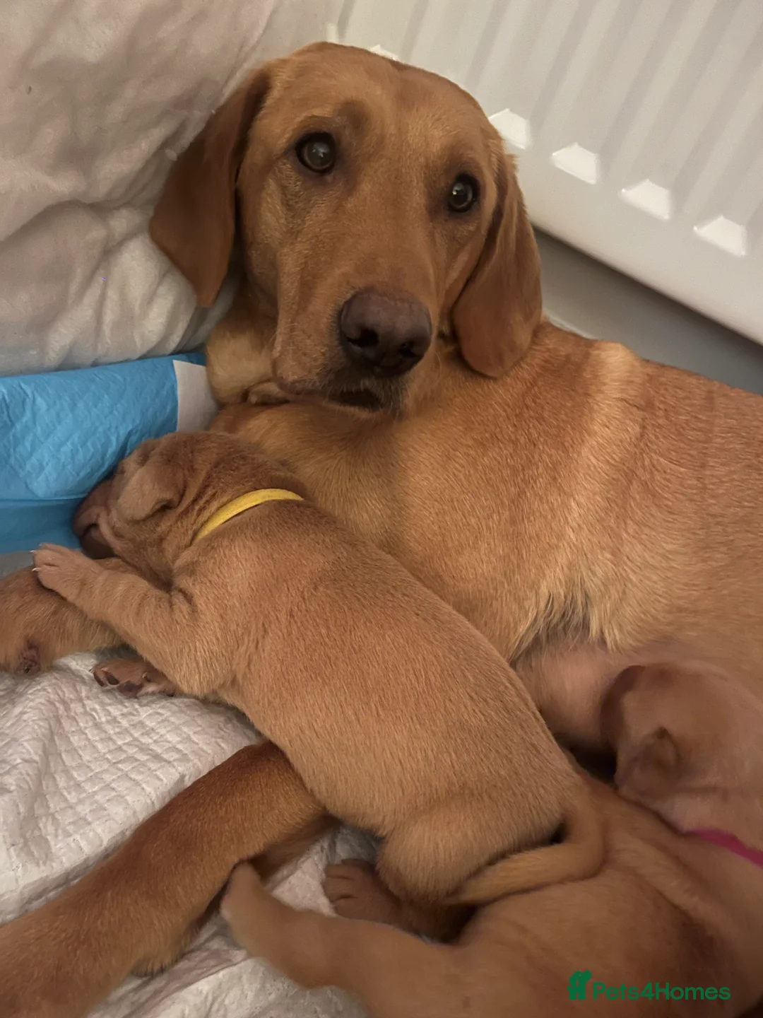 Labrador Retriever dogs for sale: 🌟 5 Star KC Registered FOX RED & YELLOW Labradors - Advert 19