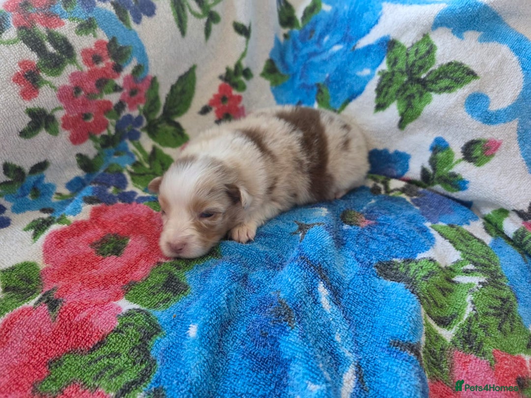 Australian Shepherd dogs for sale: Champion kc registerd pups - Image 14