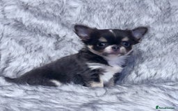 Chihuahua dogs for sale: KC REG LONGCOAT CHIHUAHUA HEALTH TESTED PARENTS  - Image 3