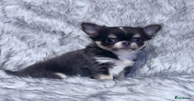 Chihuahua dogs - Advert 1