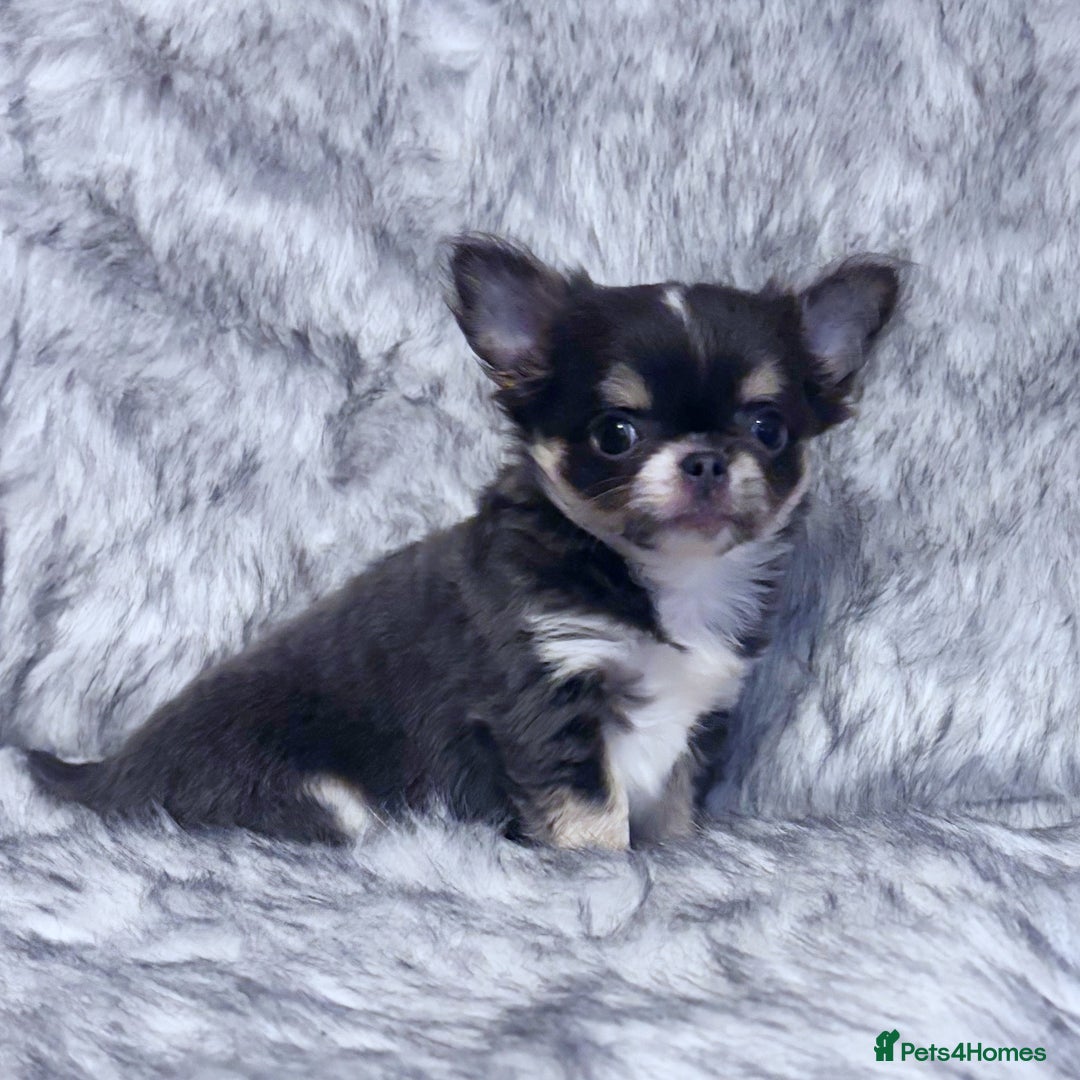 Chihuahua dogs for sale: KC REG LONGCOAT CHIHUAHUA HEALTH TESTED PARENTS  - Image 3