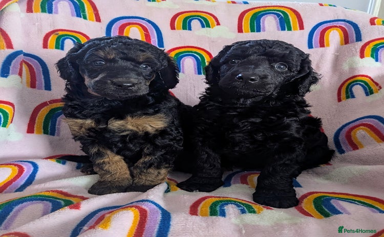 Miniature Poodle dogs - Advert 10