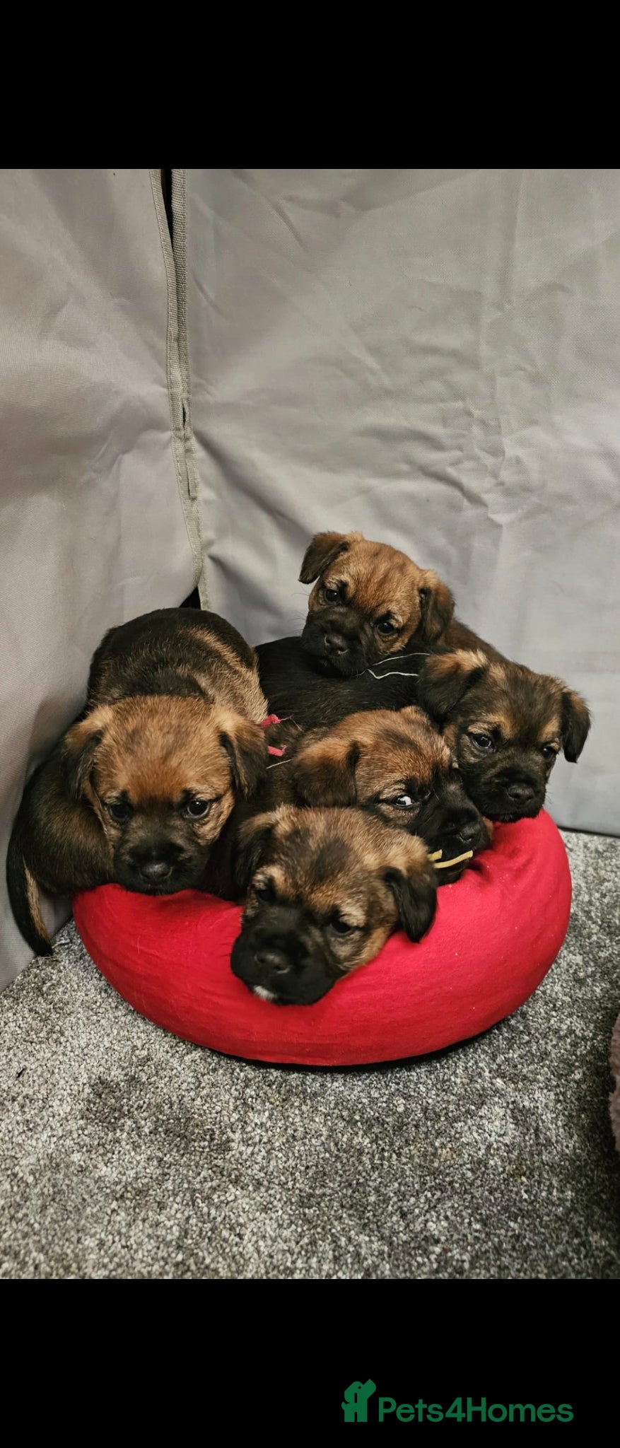 Border Terrier dogs Border Terrier Puppies Boys KC Registered Champs  - Advert 2