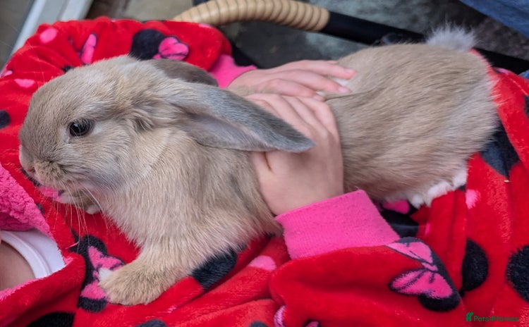 Mini Lop rabbits - Advert 3