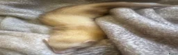 Ferret rodents for sale: female ferret (including cage) - Advert 5