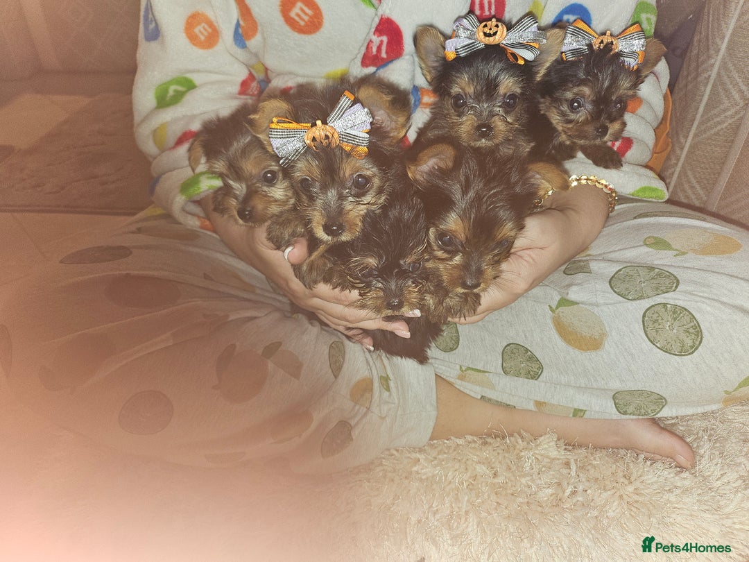 Yorkshire Terrier dogs for sale: Yorkshire terrier puppies  - Image 10