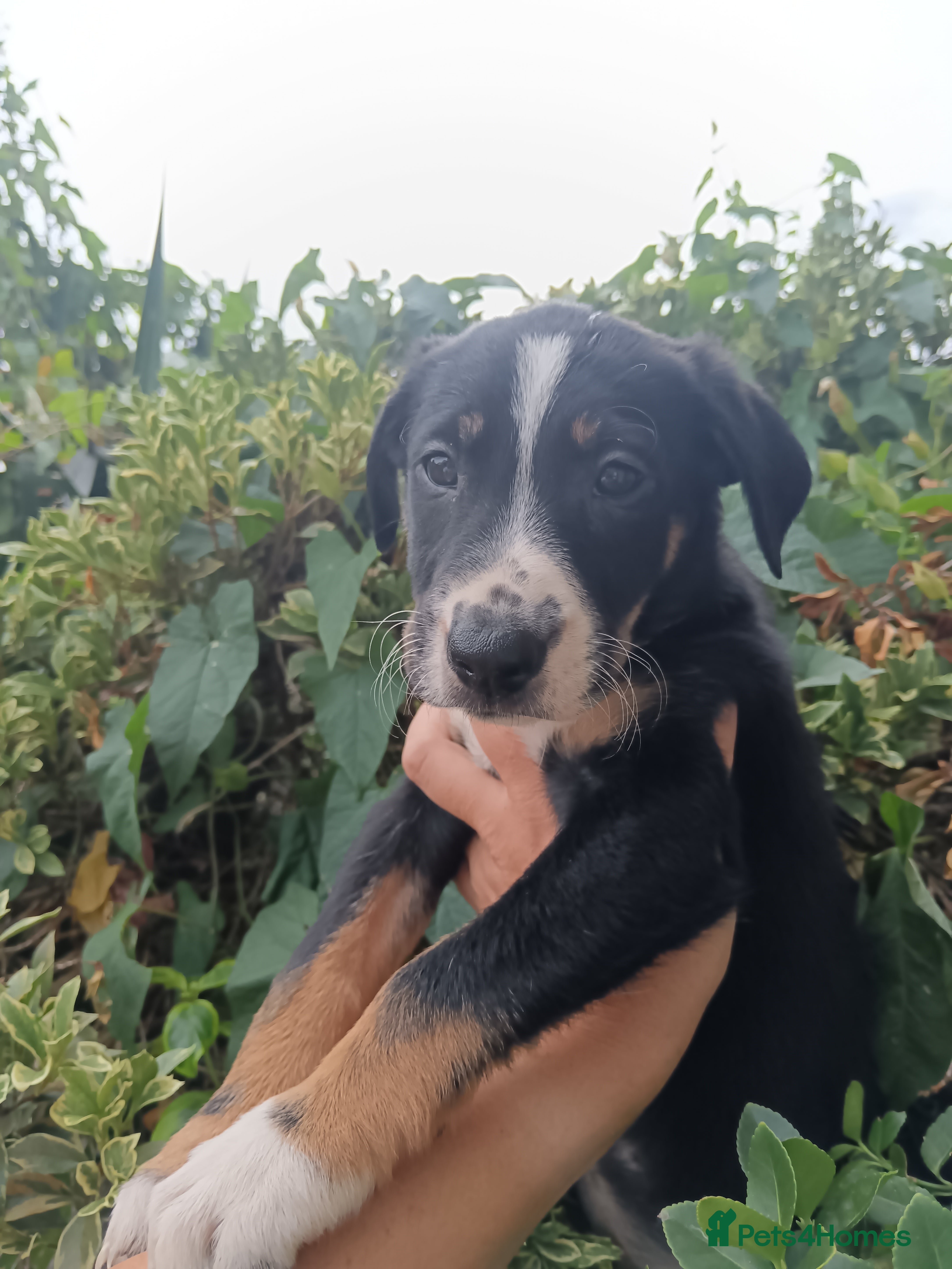 Border Collie dogs Border collie pups  - Advert 2