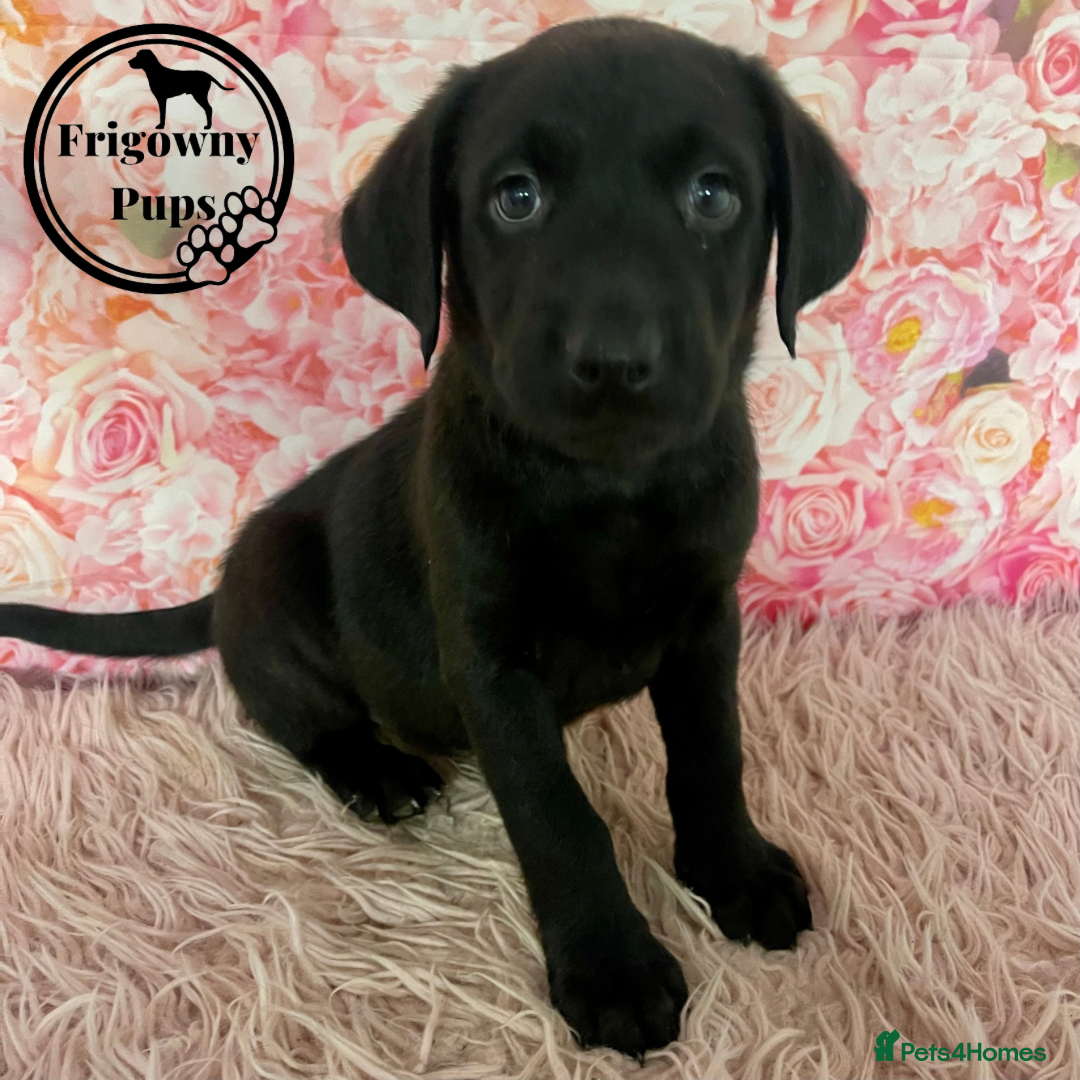 Labrador Retriever dogs for sale: 🖤 Dolly the Black Labrador Girl 🖤 in Market Rasen - Image 6