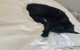 American Shorthair cats for sale: Luna needs a new home  - Image 2