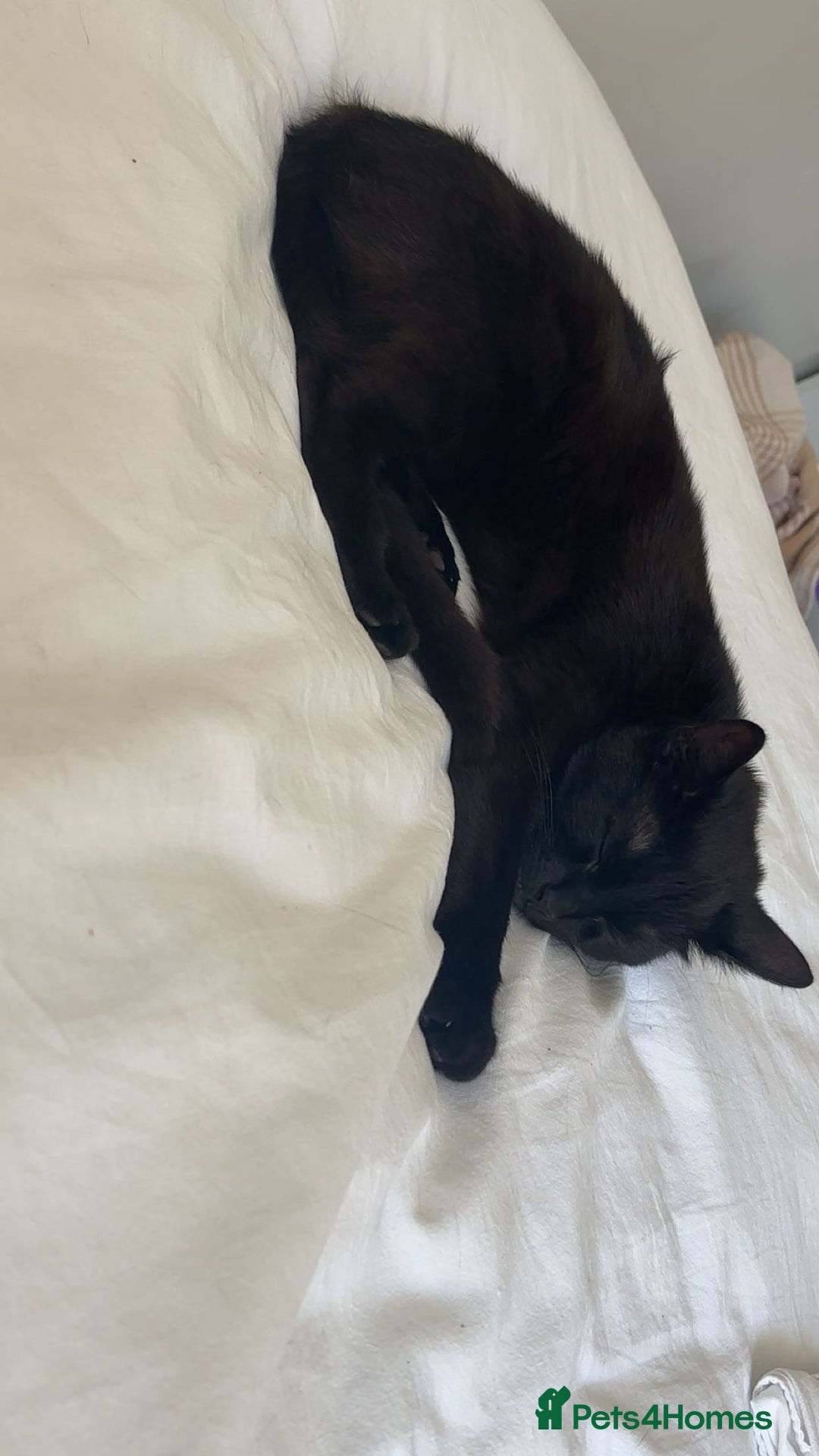 American Shorthair cats for sale: Luna needs a new home  - Image 2