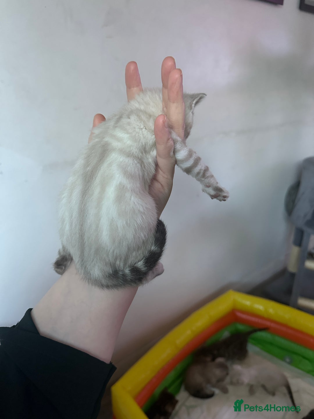 Bengal cats for sale: Stunning Bengal kittens - Image 5