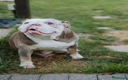 English Bulldog dogs for sale: Stunning litter of  English bulldog puppies - Image 28