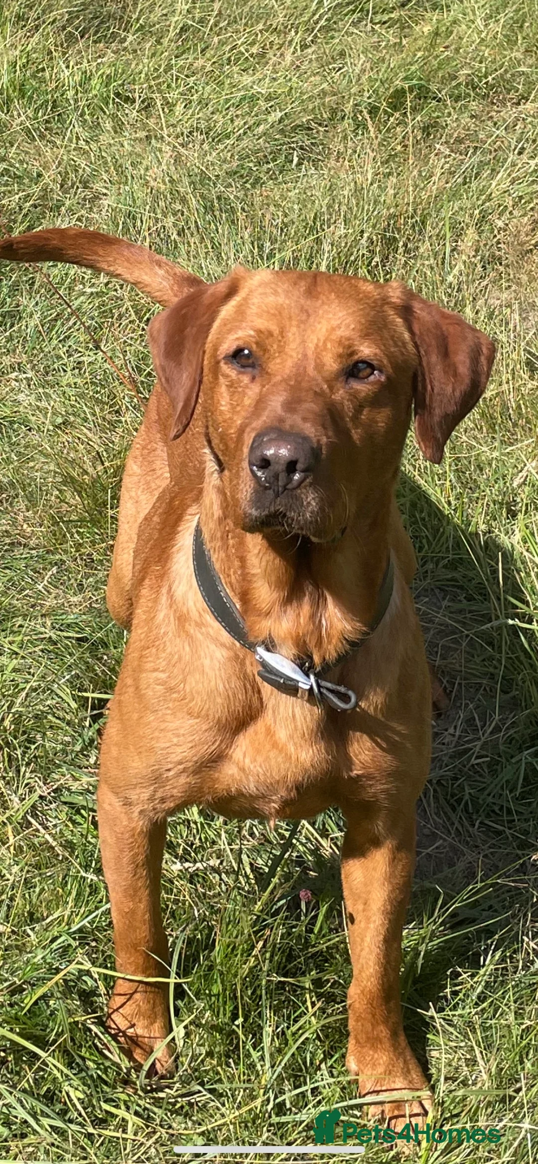Labrador Retriever dogs for stud: Stunning True Fox Red / Health tested  in Solihull - Advert 2