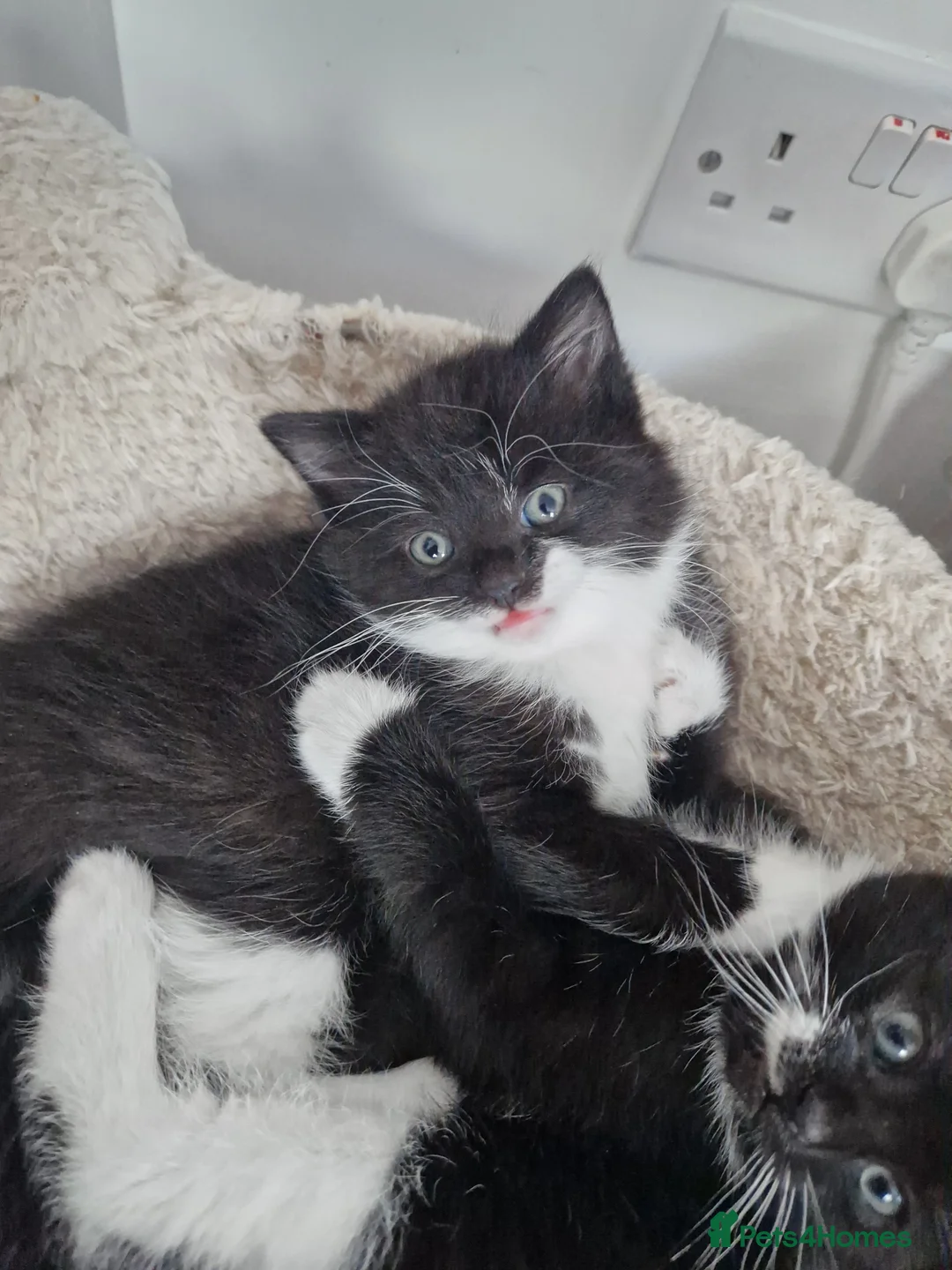 Mixed Breed cats for sale: 3 playful black and white kittens - Advert 2