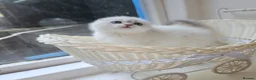 Scottish Fold cats for sale: Tica full pedigree scottish fold kittens london  - Advert 16