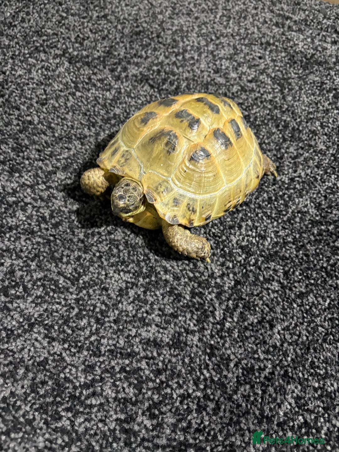 Tortoise reptiles for sale: Tortoise for sale  - Advert 3