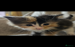 Maine Coon cats for sale: Beautiful supper fluffy mainecoon cross kittens - Image 6