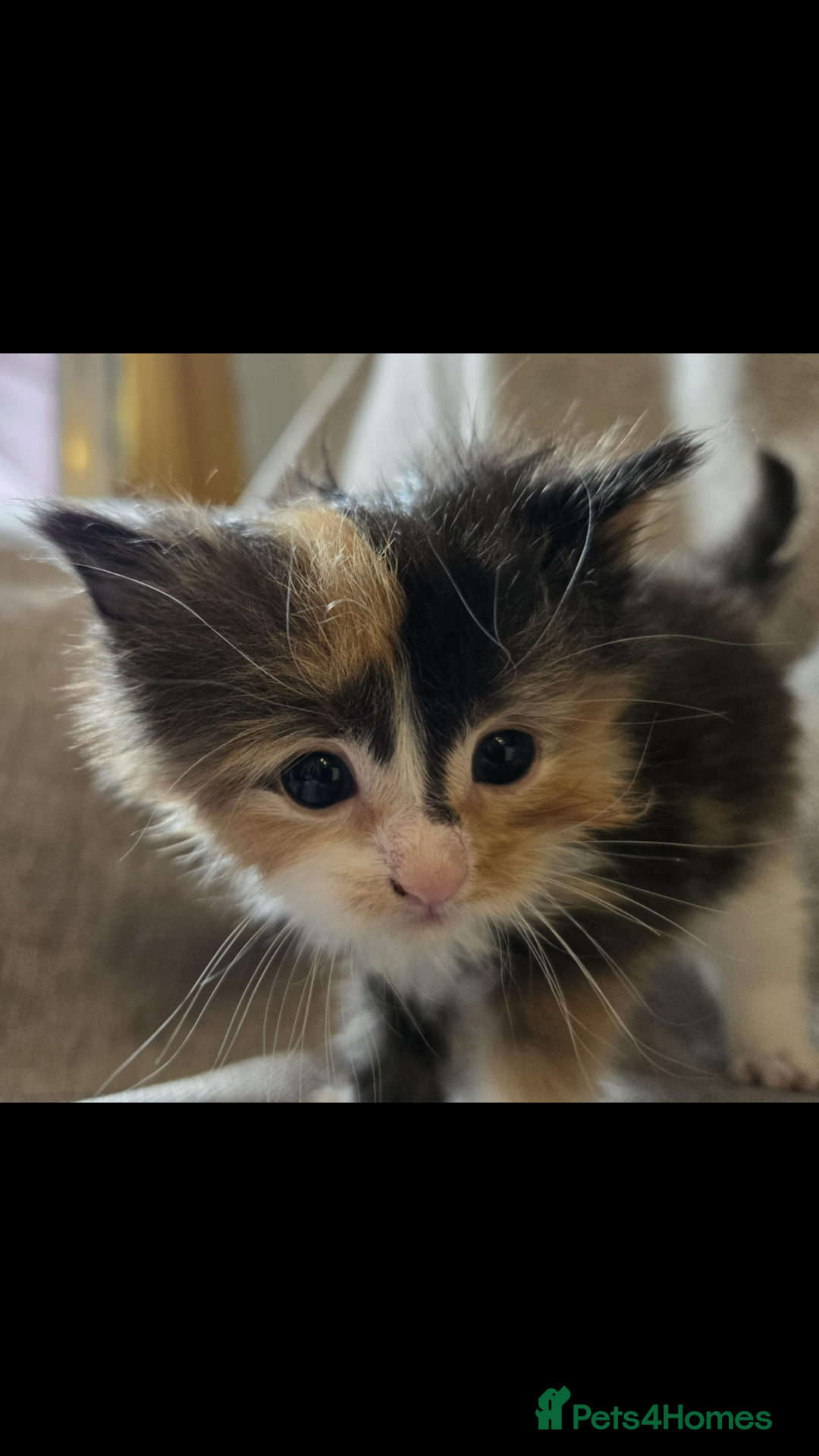 Maine Coon cats for sale: Beautiful supper fluffy mainecoon cross kittens - Image 6