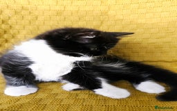 Mixed Breed cats for sale: 2 outstanding beauty girls  - Image 16