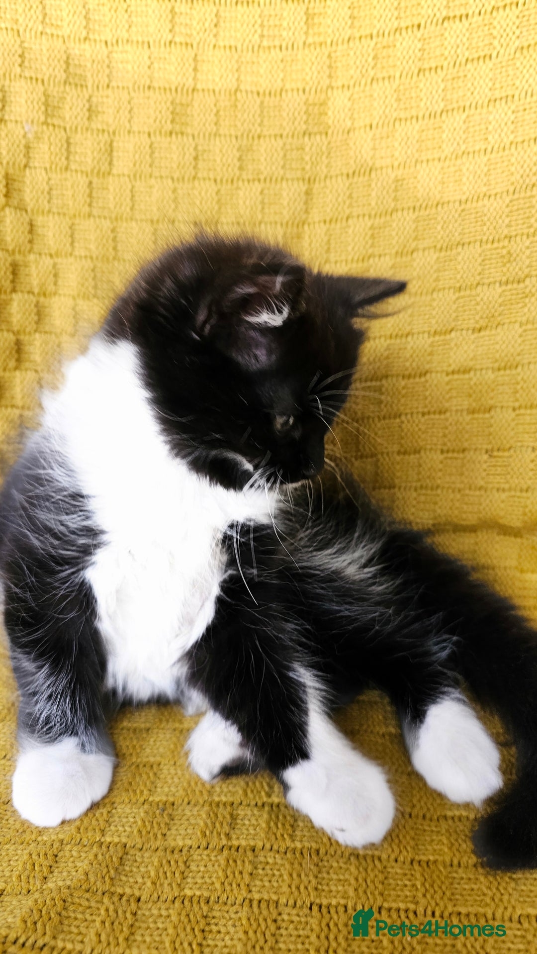 Mixed Breed cats for sale: 2 outstanding beauty girls  - Image 16