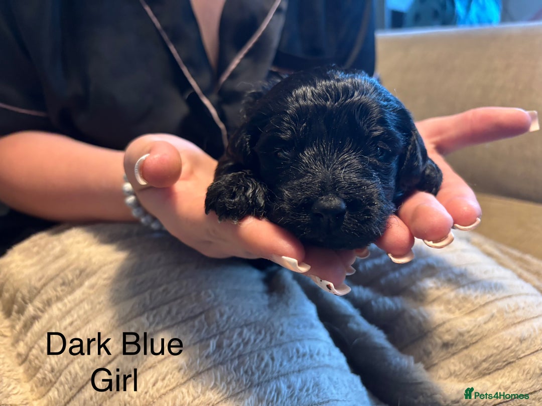 Goldendoodle dogs for sale: 12 Stunning Goldendoodles - Image 4