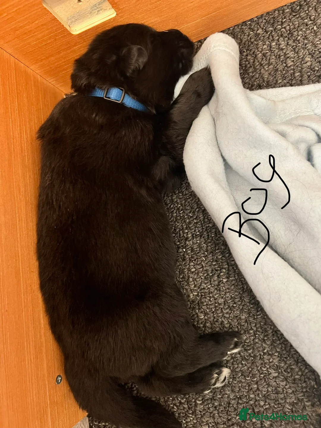 German Shepherd dogs for sale: German shepherd pups - Advert 7