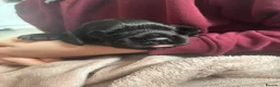 Cocker Spaniel dogs for sale: Working Cocker Spaniel Puppies  - Advert 8