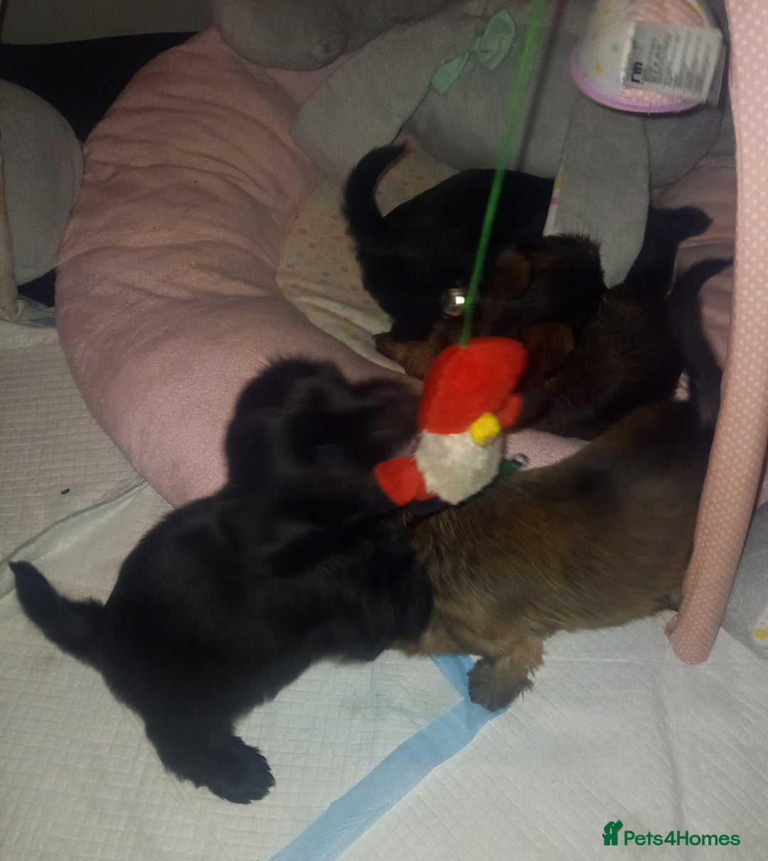 Shorkie dogs for sale: Beautiful shorkie babies  - Advert 15