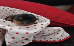Yorkshire Terrier dogs for sale:  Yorkshire terriers🐶Kc.reg.💙1 BOY available 🧡💚 - Image 11
