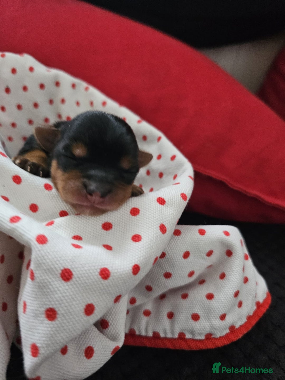 Yorkshire Terrier dogs for sale:  Yorkshire terriers🐶Kc.reg.💙1 BOY available 🧡💚 - Image 11
