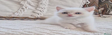 Persian 1