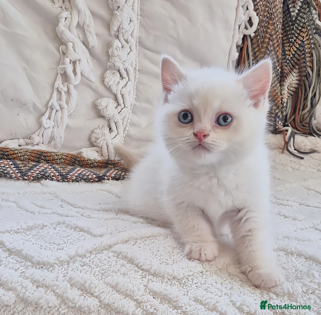Persian cats for sale: Persian x bsh - Advert 1