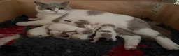 British Shorthair cats for sale: Pedigree British Shorthair - Show Champion Lines - Advert 36