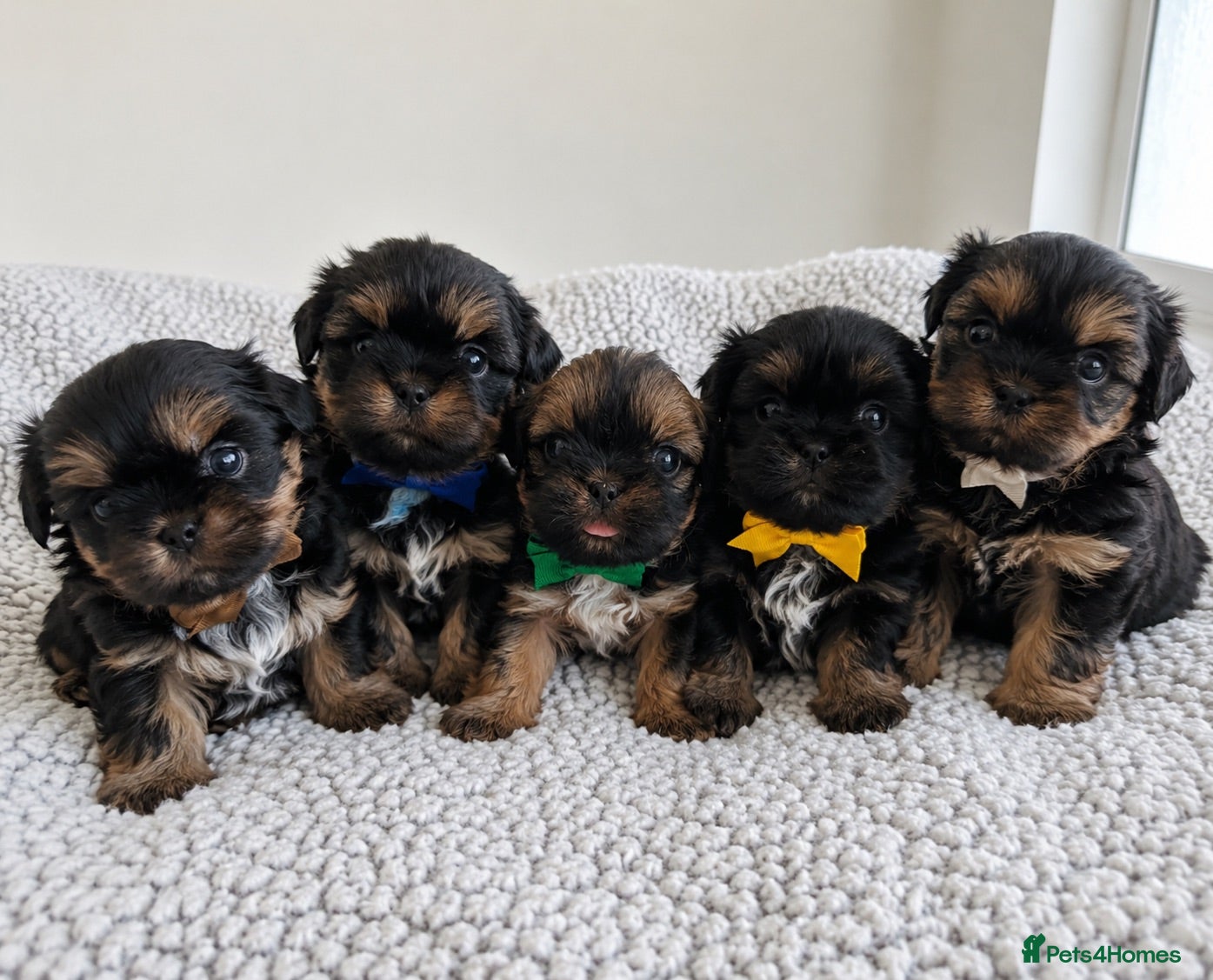Shih Tzu dogs Stunning doby shih zu puppies - Advert 8