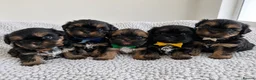 Shih Tzu dogs for sale: stunning male doby shih tzu - Advert 7