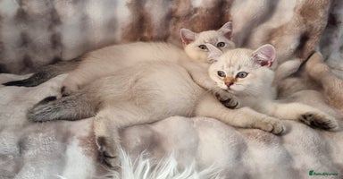 British Shorthair cats - Advert 4