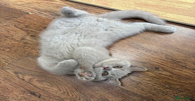 British Shorthair cats - Advert 16