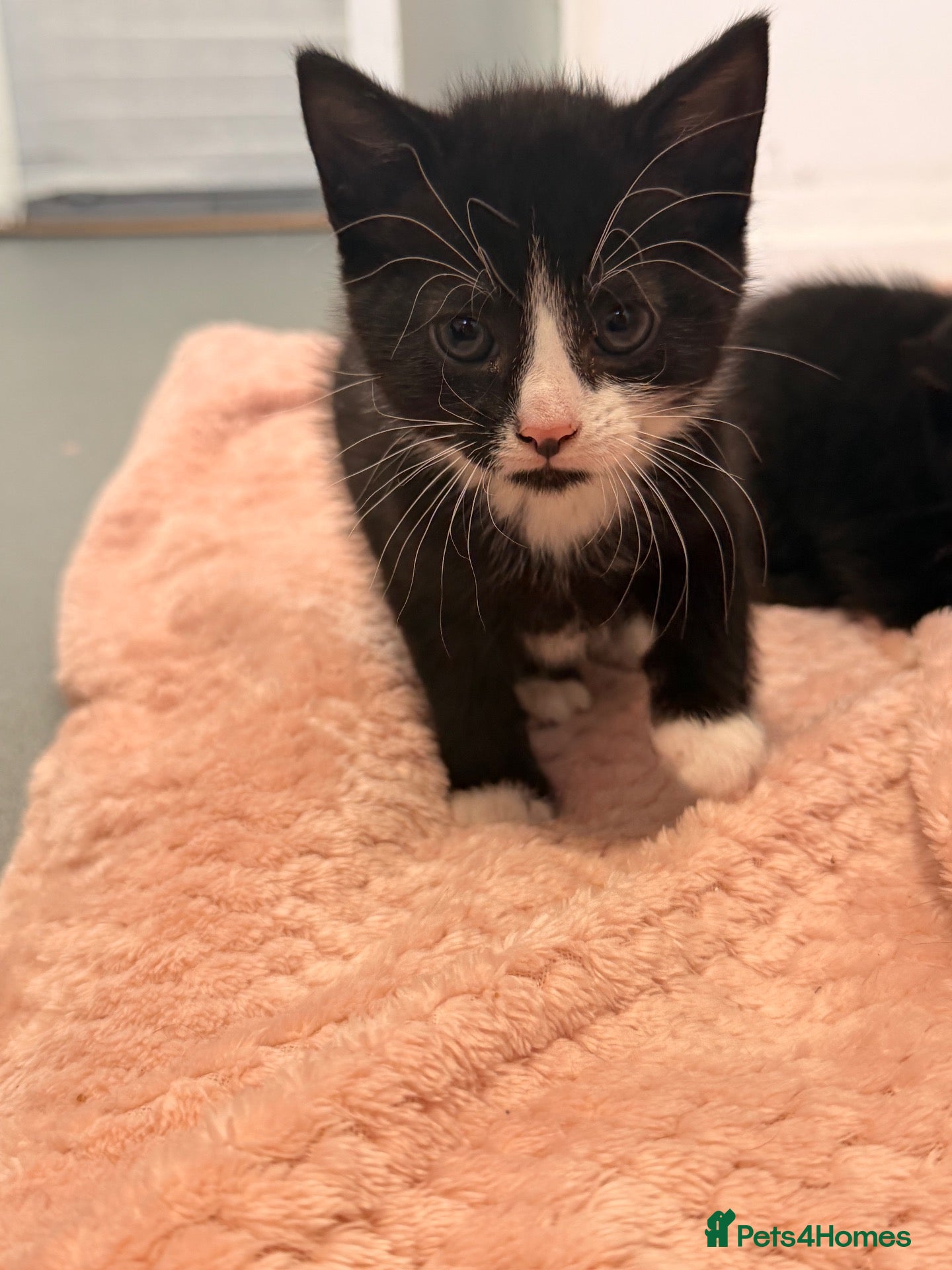 Mixed Breed cats for sale: Microchipped & ready to leave soon  - Advert 18