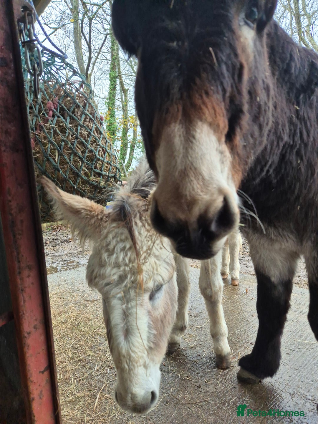 Donkey livestock for sale: DONKEYS jenny 9yo & gelding 3yo, inc wooden cart - Advert 6