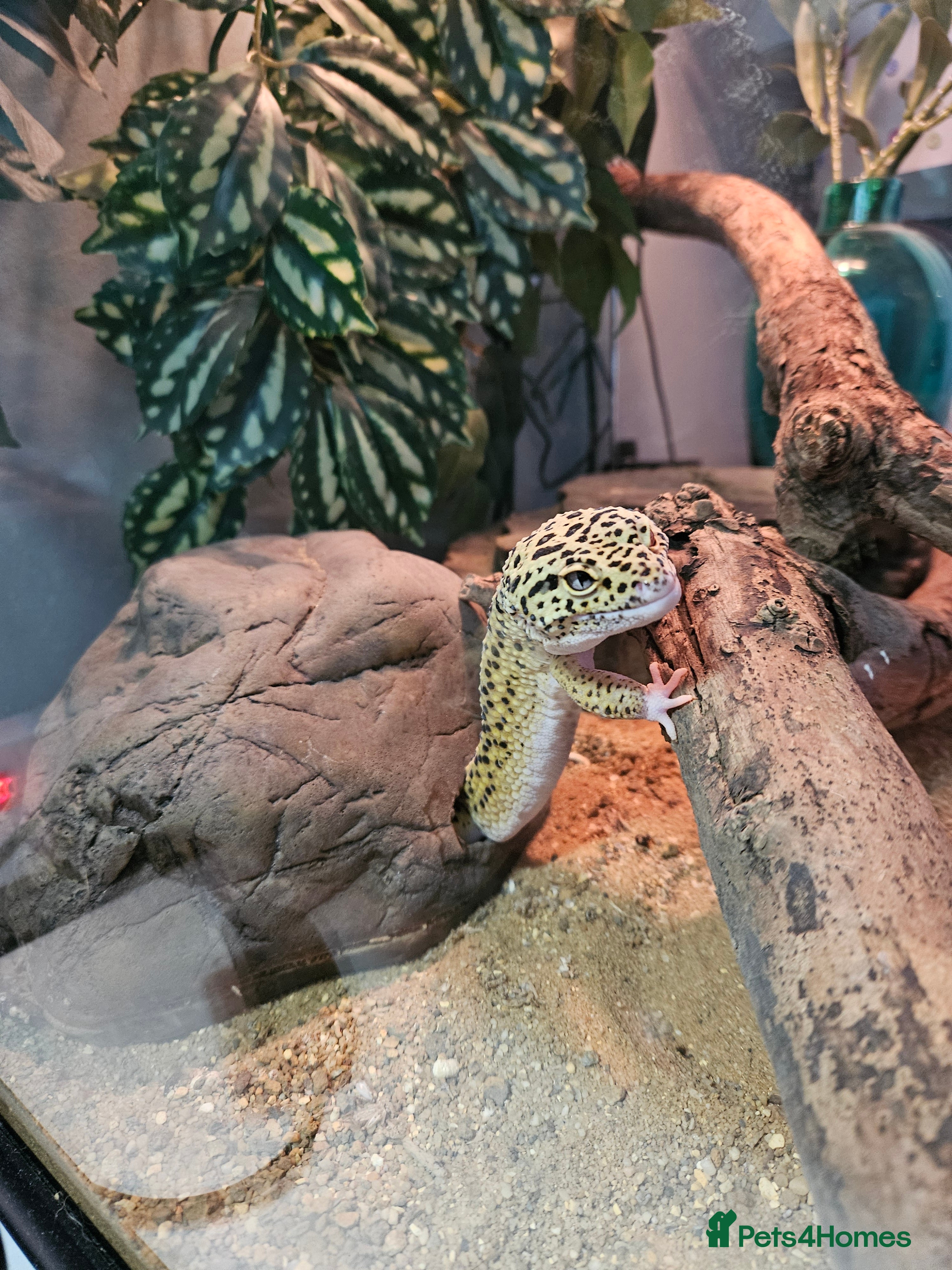Leopard Gecko reptiles Leopard gecko  in London - Advert 1